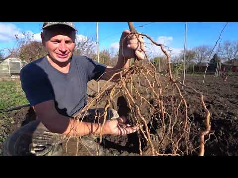 Видео: Виноград осенняя высадка винограда