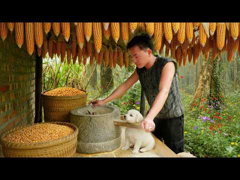 Видео: №9 Генеральный директор Чиу Хоа покинул город, чтобы жить на природе: собирать кукурузу