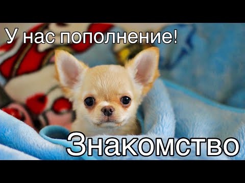 Видео: 🐶 В нашей семье пополнение! ❤️