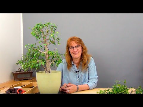 Видео: Сращивание фикусов Бенджамина (ч.6).