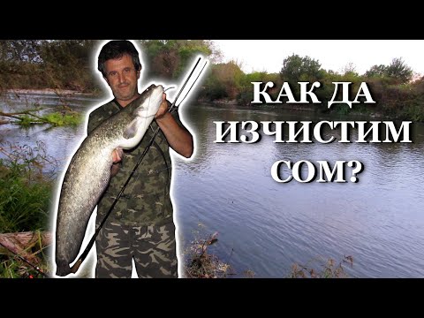 Видео: Улов, Почистване и Разфасоване на СОМ  //  Catch, Clean and Fillet Catfish