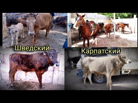 Видео: Молбозори н.Панч нархи говхои  Карпатский, Шведский, барахои Элита