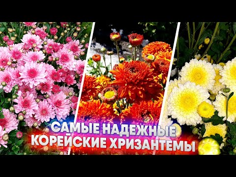Видео: Самые надежные корейские хризантемы