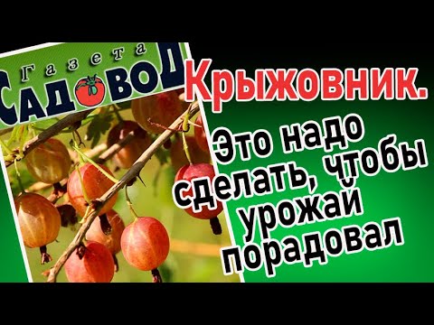 Видео: КРЫЖОВНИК. Это надо сделать, чтобы урожай радовал