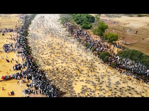 Видео: Это Безумие! То,Что Случилось в Австралии, Шокировало Мир