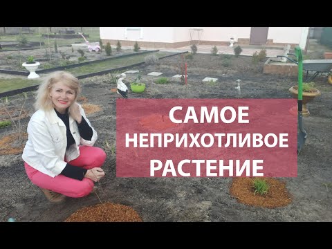 Видео: Самое красивое растение для сада. Как сажать спирею