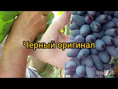 Видео: Обзор виноградника   6 сентября у Сергея Николаевича в г.Шебекино.