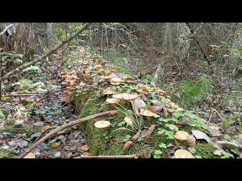 Видео: Осенние опята #russia #грибы #опята #грибочки #тихаяохота #грибнойсезон #грибники #заготовкиназиму 