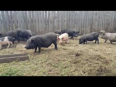 Видео: Вьетнамские свиньи - это просто
