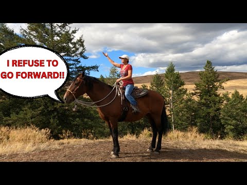 Видео: ИЗБЕГАЙТЕ ЭТОГО, ЕСЛИ ВЫ ЕЗДЕТЕ НА УПРЯМОЙ ЛОШАДИ!!