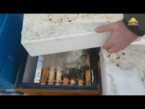 Видео: Как зимует бакфаст