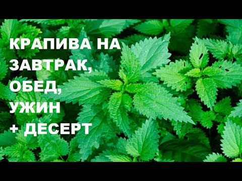 Видео: Рецепты из крапивы: 12 идей