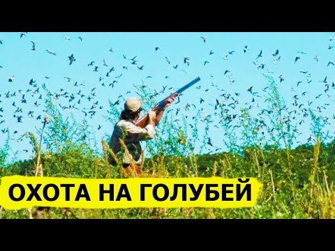 Видео: Охота на голубей. Охота (Охотник и рыболов)