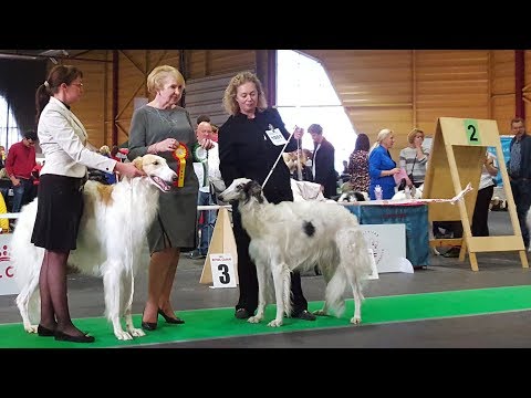 Видео: РУССКАЯ БОРЗАЯ. Выставка собак Победитель Риги ♦ BARZAIA. ZooExpo 2017. FCI CACIB Dog Show