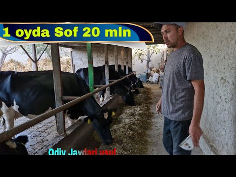 Видео: Сигир Бокиб 1 ойда 10 милдан 20 милнгача Соф Даромад Бунакасни кормагансиз?