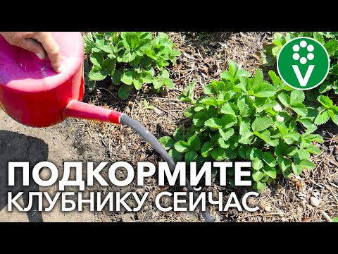 Видео: 🍓ХОТИТЕ МНОГО КРУПНОЙ И СЛАДКОЙ КЛУБНИКИ? Подкормите ЭТИМ удобрением во время цветения