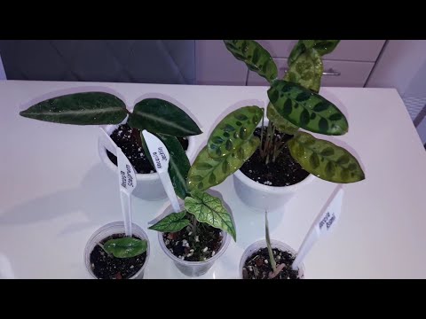 Видео: КОМНАТНЫЕ РАСТЕНИЯ(ЦВЕТЫ).СУПЕР ПИТАТЕЛЬНЫЙ ГРУНТ ДЛЯ АЛОКАЗИЙ.ЦВЕТОЧНЫЕ ДЕЛА.