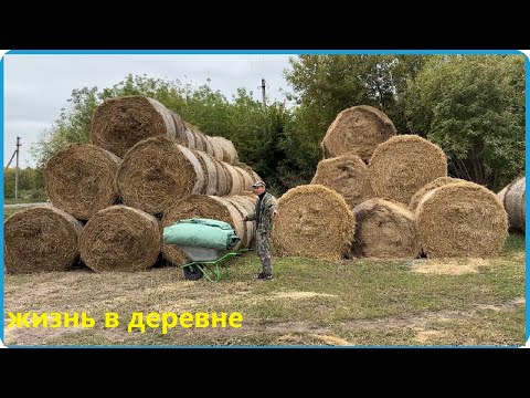 Видео: ЗАГОТОВИЛИ СЕНО НА 6 КОРОВ И 11 ТЕЛЯТ ЗА ДВА ДНЯ, ЖИЗНЬ В ДЕРЕВНЕ 