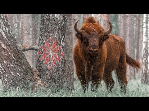 Видео: Прырода Беларусі - Запаведнымі сцежкамі Беларускай зямлі | Film Studio Aves