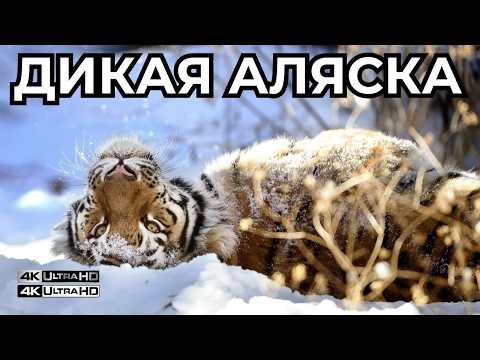 Видео: АЛЯСКА: ВЫЖИВАНИЕ ЦЕНОЙ СМЕРТИ 🩸| Как дикая природа становится полем битвы | Док. фильм 4K |
