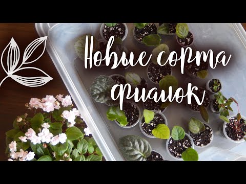 Видео: РАСПАКОВКА ПОСЫЛКИ С ФИАЛКАМИ | Посылка с фиалками | Укоренение листа фиалки