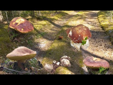 Видео: Боровые Грибы🍄Шок🔥Находки Чуть-чуть сума не сошла/ ТЕПЕРЬ ТОЛЬКО С Бананом 🍌 в Лес/Думала недонесу