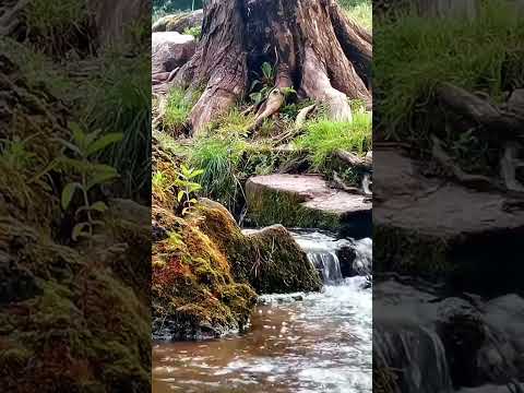 Видео: #relax #исцеляющиезвукиприроды #relaxing #rainoundforsleep #naturesounds #backgroundsound #shorts
