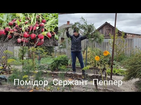 Видео: Підготовка городу до зимівлі!