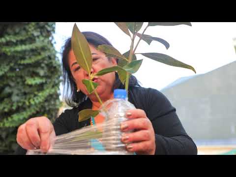 Видео: Андижонча пархама магнолия гулида