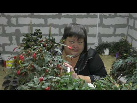 Видео: азбука от чайника по бегониям осенью