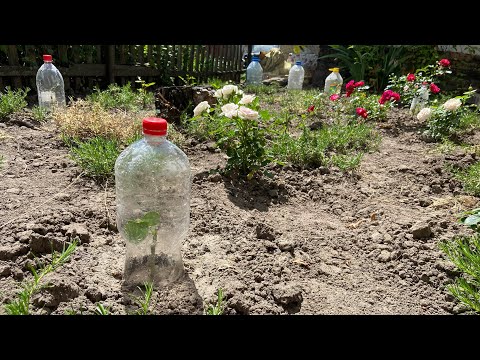 Видео: Живцювання та укорінення троянд + готовий результат!