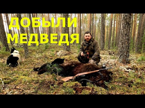 Видео: Охота на медведя, весна 2025