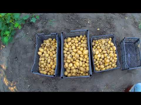 Видео: Викопали картоплю. Урожай на ТРИ бали з П'ЯТИ.