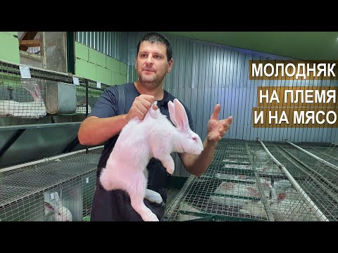 Видео: Молодняк кроликов на племя и на мясо. Кроликоферма Александра Воронкова.