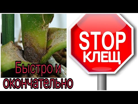Видео: 💯% победила клеща на орхидеях❗️ Прошел год, подвожу итоги.
