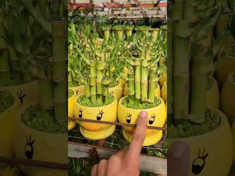 Видео: Янгиликлар ✅️ Янги суртлар ✅️Ассортимент ✅️.
