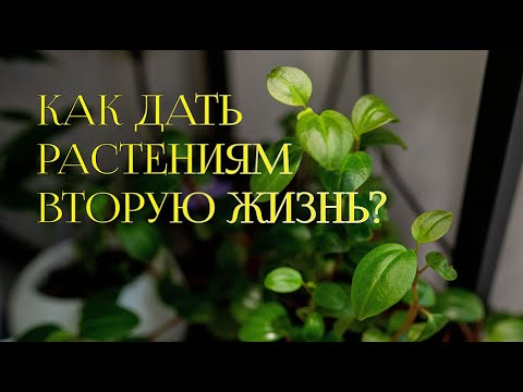 Видео: Как дать вторую жизнь растениям?