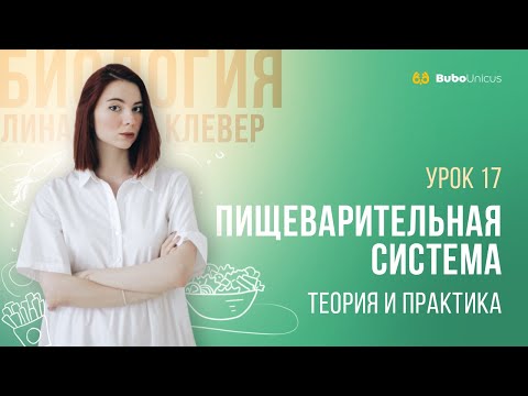 Видео: Пищеварительная система   | БИОЛОГИЯ ЕГЭ | Лина Клевер