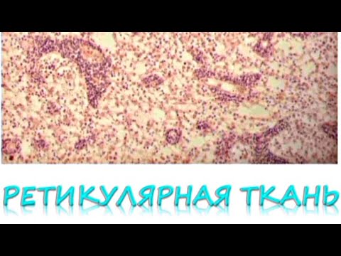 Видео: РЕТИКУЛЯРНАЯ ТКАНЬ (гистопрепарат)
