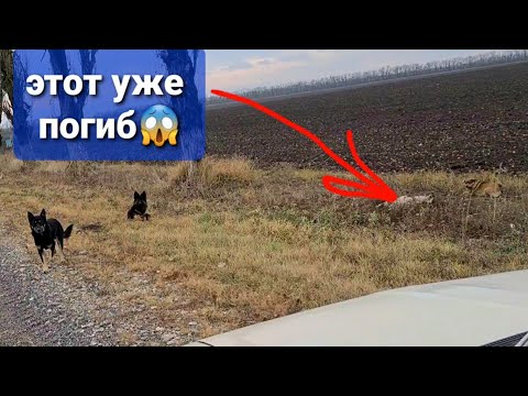 Видео: Выкинули 4 собак на мороз в поля😱один уже погиб. Вы что НЕЛЮДИ творите?
