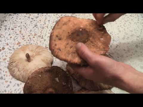 Видео: Грибы ЗОНТИКИ в кляре. Мой первый опыт. #еда #грибы