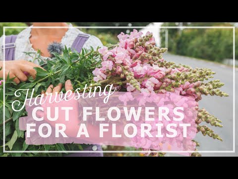 Видео: Сбор срезанных цветов для флориста в моем шведском коттеджном саду.