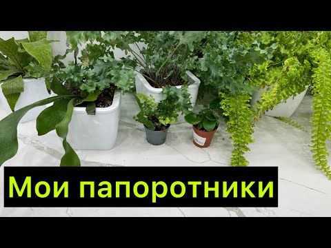 Видео: «Капец ￼какой красивый!» 😄 / ￼Мои папоротники ￼