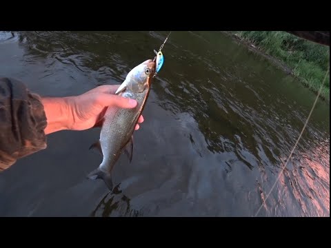 Видео: Ловля окуня и жереха. Перекаты в августе.