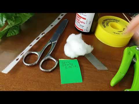 Видео: Как привить гибискус? Прививка гибискуса.