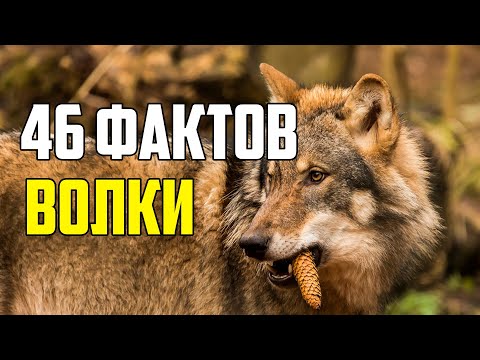 Видео: 46 ИНТЕРЕСНЫХ ФАКТОВ О ВОЛКАХ