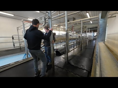 Видео: Расширение доильного зала