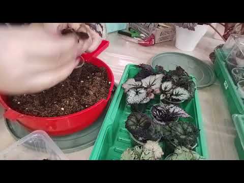 Видео: Бегонии# почему подгнивают фрагменты и пора ли отсаживать деток🤔 