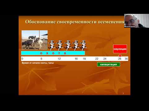 Видео: Подготовка коров к осеменению