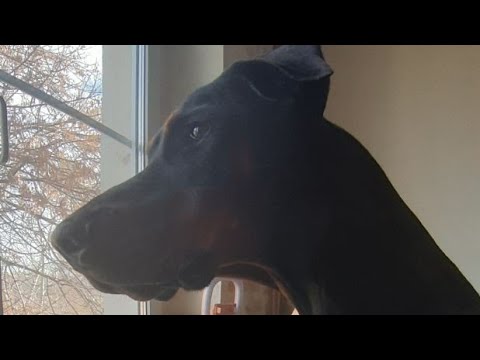 Видео: КОД_Т ШРЁДИНГЕРА: #Секрет #счастья учеников #Будды